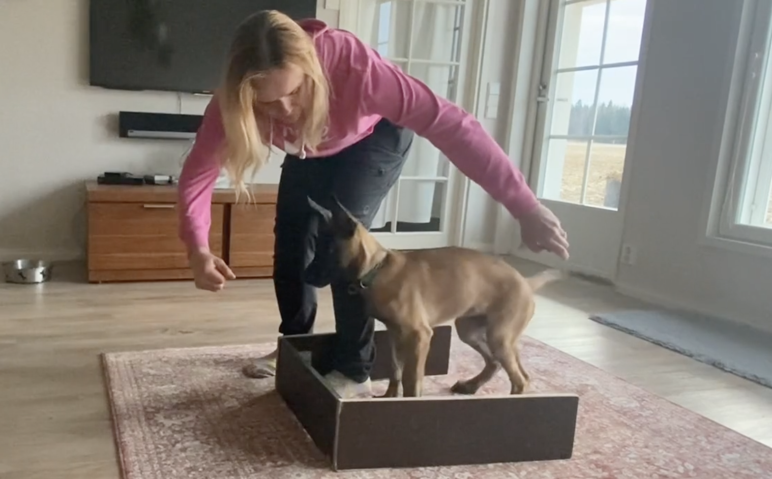 How to teach sit and stand for an IGP sport puppy
