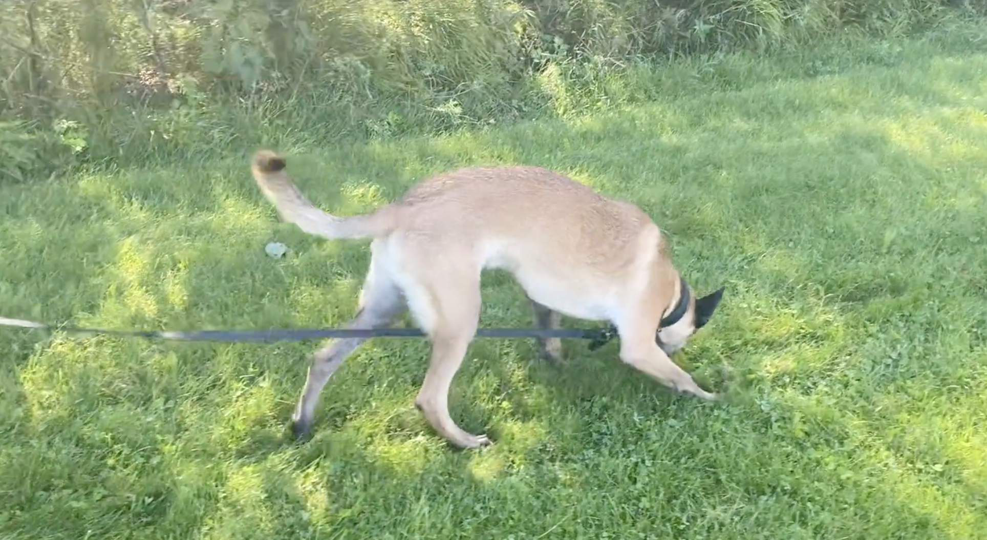malinois puppy is tracking