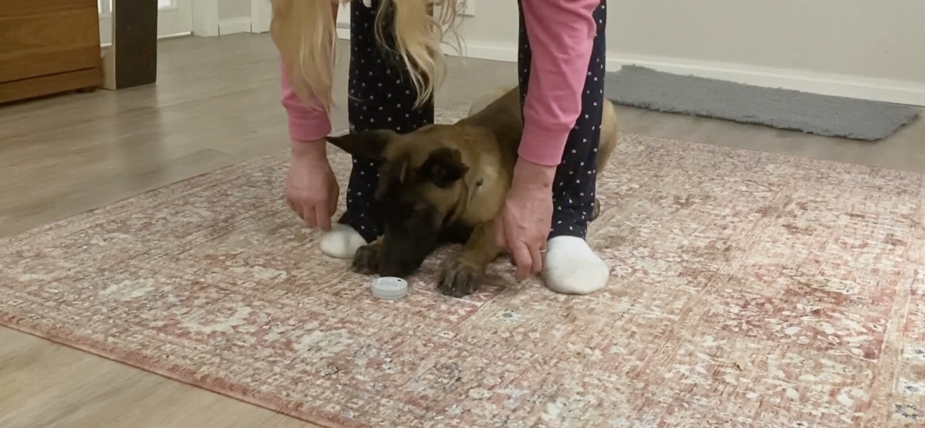 Article indication training for IGP puppy